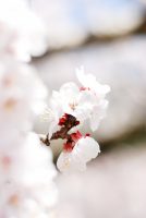 anzu_sake_img1