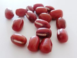 azuki_img