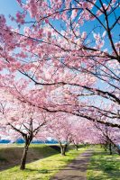 omoigawa_some4